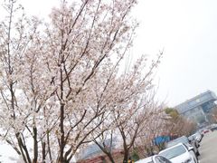 -嘉定紫藤园