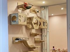 -猫咪派对(江南西店)