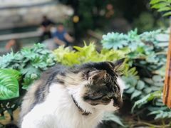 -猫的天空之城概念书店(苏州平江店)