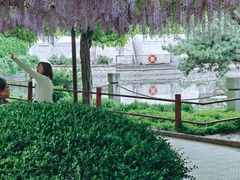 -嘉定紫藤园