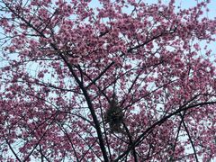 -樱桃山旅游景区