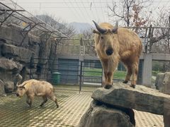 -西安秦岭野生动物园