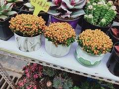 -秦美花卉(天朗·莱茵小城2期店)