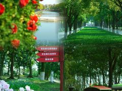 -上海共青森林公园