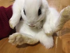 -藦茜花园宠物主题亲子互动体验馆(国顺东路店)