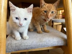 -四姑娘山阿巴郎·藏式花园餐厅