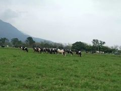 -瑞穗牧场