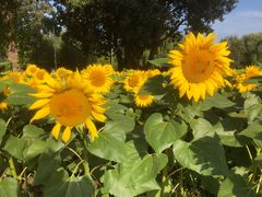 -长白岛森林公园