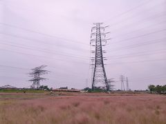 -王借岗森林公园