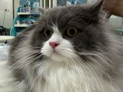 -北京观赏动物医院·24小时大型综合·猫专科·异宠专科