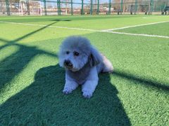 -宠福鑫康馨动物医院·骨科·眼科