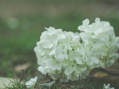 -大龙山(地铁站)