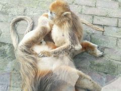 -西安秦岭野生动物园