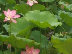 -中山市树木园