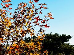 -北京西山国家森林公园