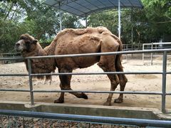 -广东茂名森林公园