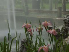 -合肥滨湖国家森林公园