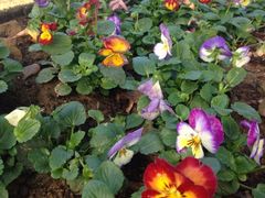 iphone_upload_pic-广州花之恋城堡酒店