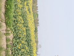 -花开海上生态园