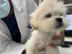 -爱侣宠医·鹦鹉专科·小型哺乳类·异宠专科(灵石路店)