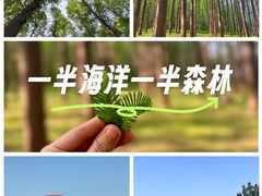 -日照海滨国家森林公园