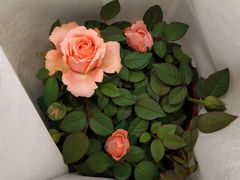 -双季花艺园艺市场(浦东店)