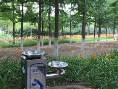 -大兴滨河森林公园