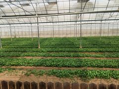 -上膳源有机农场