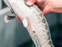 -大理.老字号渝记酸萝卜乌鱼(古城总店)