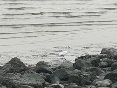 -深圳湾公园(南山区)