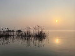 -西京湾花海