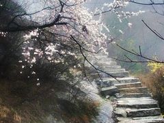 -王顺山国家森林公园