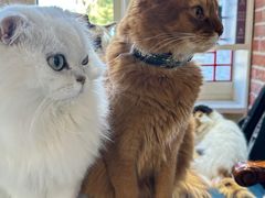 -猫小院猫主题餐厅(南锣旗舰店)