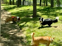 -爪吧宠物乐园 (温榆河示范区店)