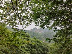 -大岭沟猕猴桃谷风景区