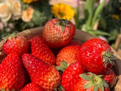 -三圣花乡旅游区