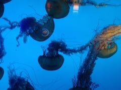 -太平洋海底世界