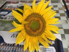 -广州花之恋城堡酒店