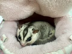 -达爱动物医院·犬猫分区·CT·复杂眼科(远洋山水分院)