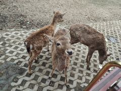 -常州淹城野生动物世界