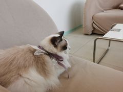 -怪兽屋·羊驼·猫咖·狗咖(俊华广场店)