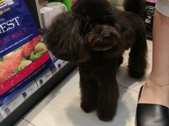 -PETKIT 小佩宠物·低压洗护·美容·寄养(安远店)