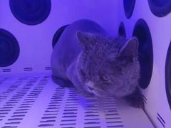 -袖虎宠物(锦绣生态园店)