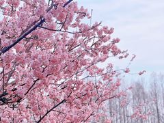 -顾村公园