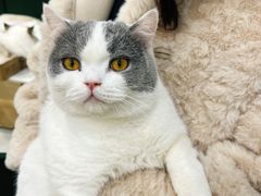 -安格丽娜·狗咖·猫咖羊驼咖(春熙路百盛商场店)
