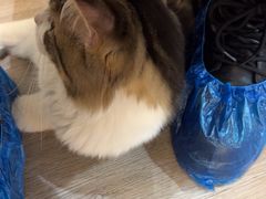 -柴迷FANS CLUB·柴犬狗咖·猫咖