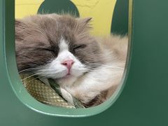 -吉丁鸟咖·异宠·寄养