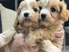 -翊宠yipet猫狗购宠庄园犬舍•猫舍