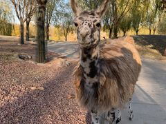 -北京野生动物园