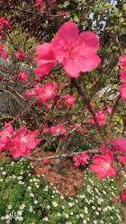 点击看大图 -源牌品粹新中式婚礼餐厅·宴会厅